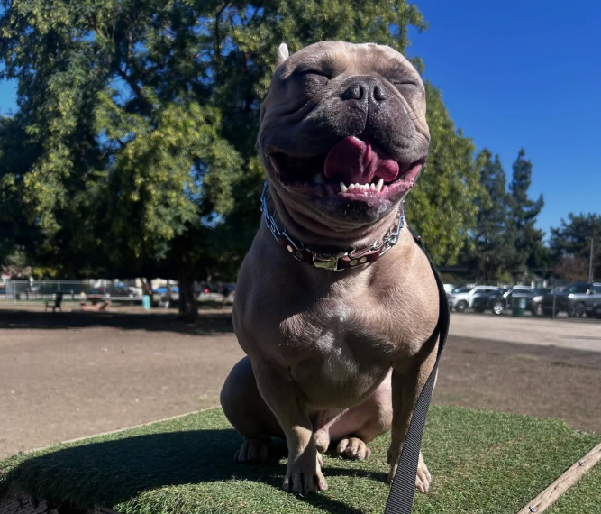 5-Session Good Dog Program