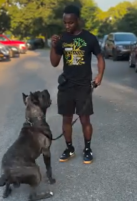 Advanced Obedience Program